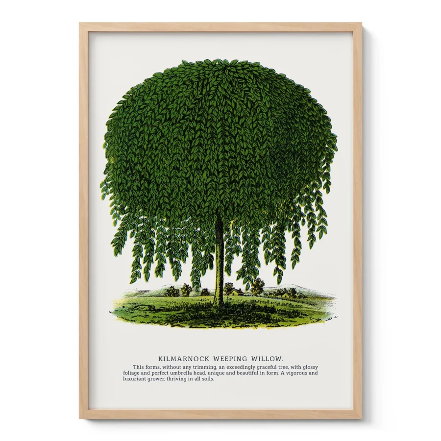 Vintage Weeping Willow Botanical Print