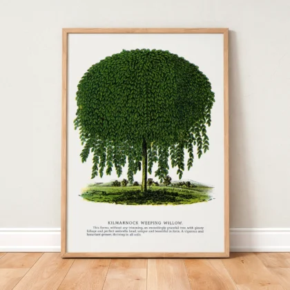 Vintage Weeping Willow Botanical Print