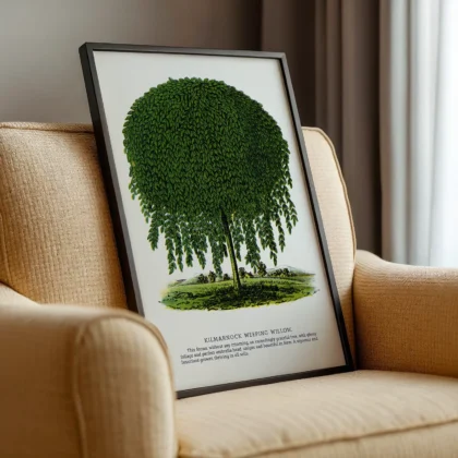 Vintage Weeping Willow Botanical Print
