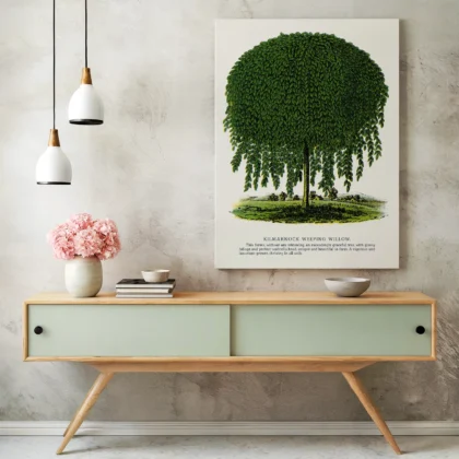 Vintage Weeping Willow Botanical Print