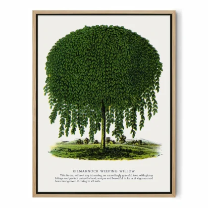 Vintage Weeping Willow Botanical Print