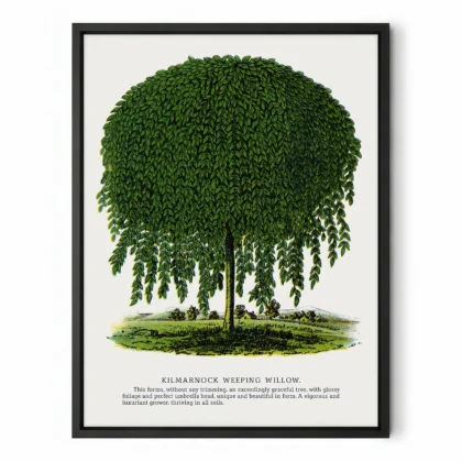 Vintage Weeping Willow Botanical Print