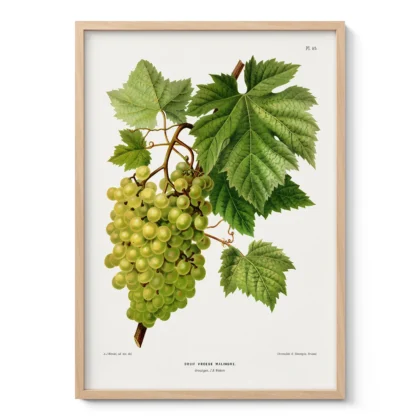 White Grapes Botanical Print by A. J. Wendel
