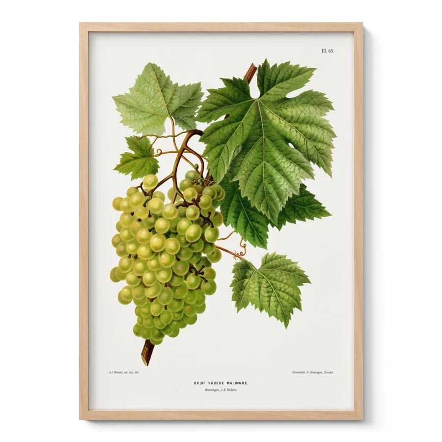 White Grapes Botanical Print by A. J. Wendel