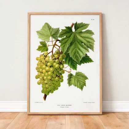 White Grapes Botanical Print by A. J. Wendel