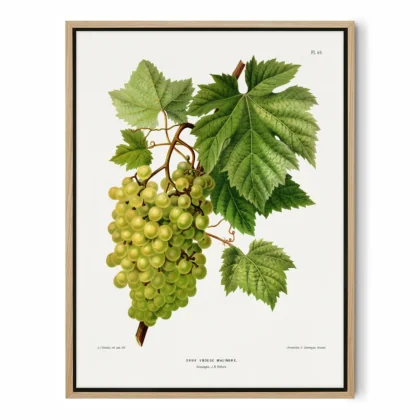 White Grapes Botanical Print by A. J. Wendel