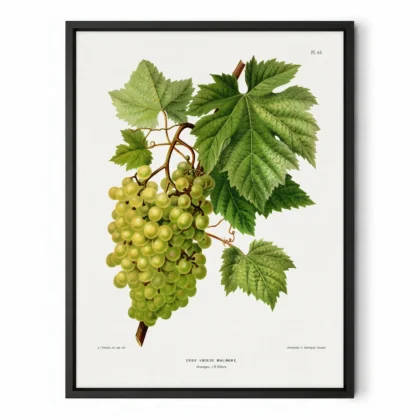 White Grapes Botanical Print by A. J. Wendel