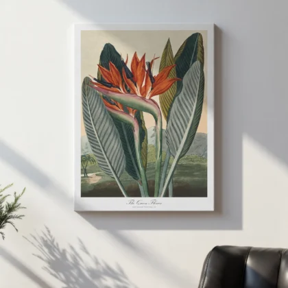 Bird of Paradise Botanical Wall Art by Philip Reinagle