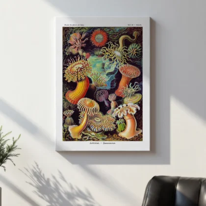 Actinia Anemones Wall Art by Ernst Haeckel