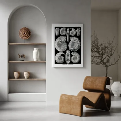 Ammonitida Wall Art by Ernst Haeckel