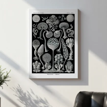 Mycetozoa Wall Art by Ernst Haeckel