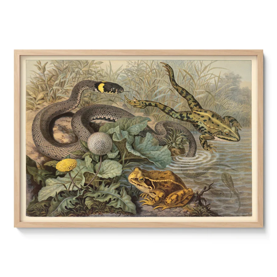 Vintage Frog and Grass Snake Poster – Antique Reptile Print