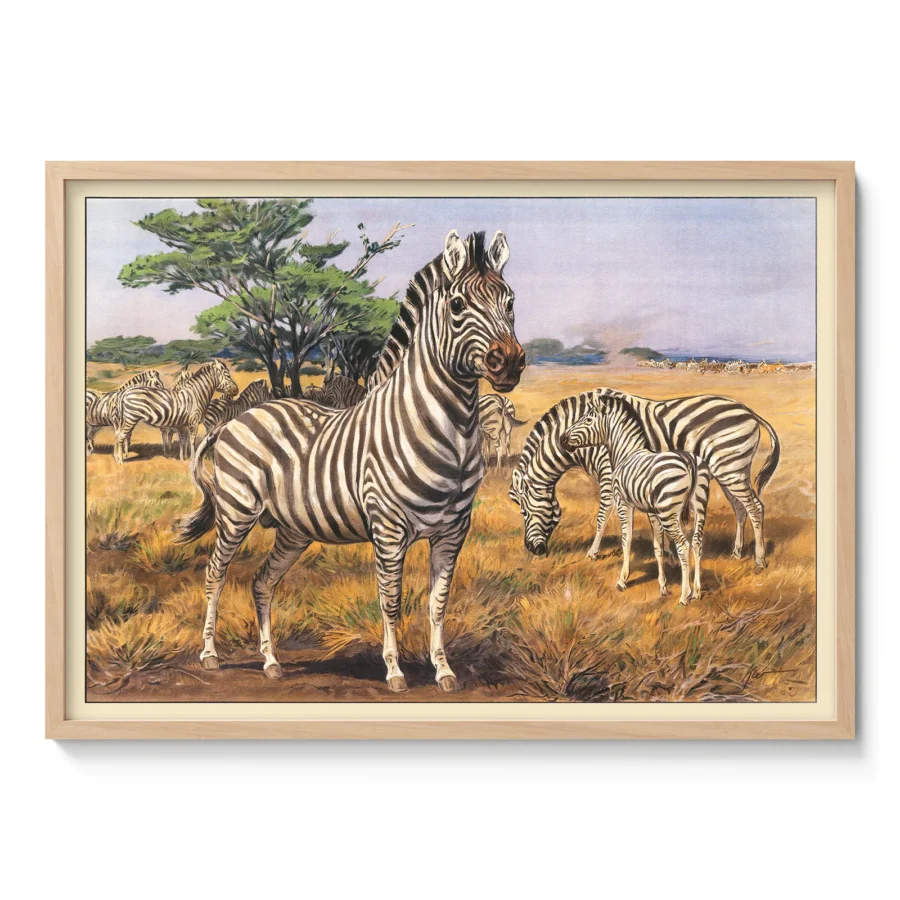 Vintage Zebra Poster – Savanna Wall Art Print